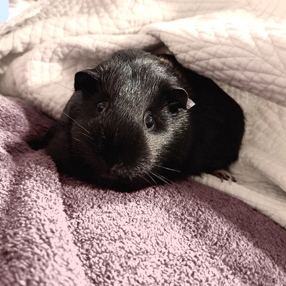 Meet your Posher, Chloe - Picture 6 of 14